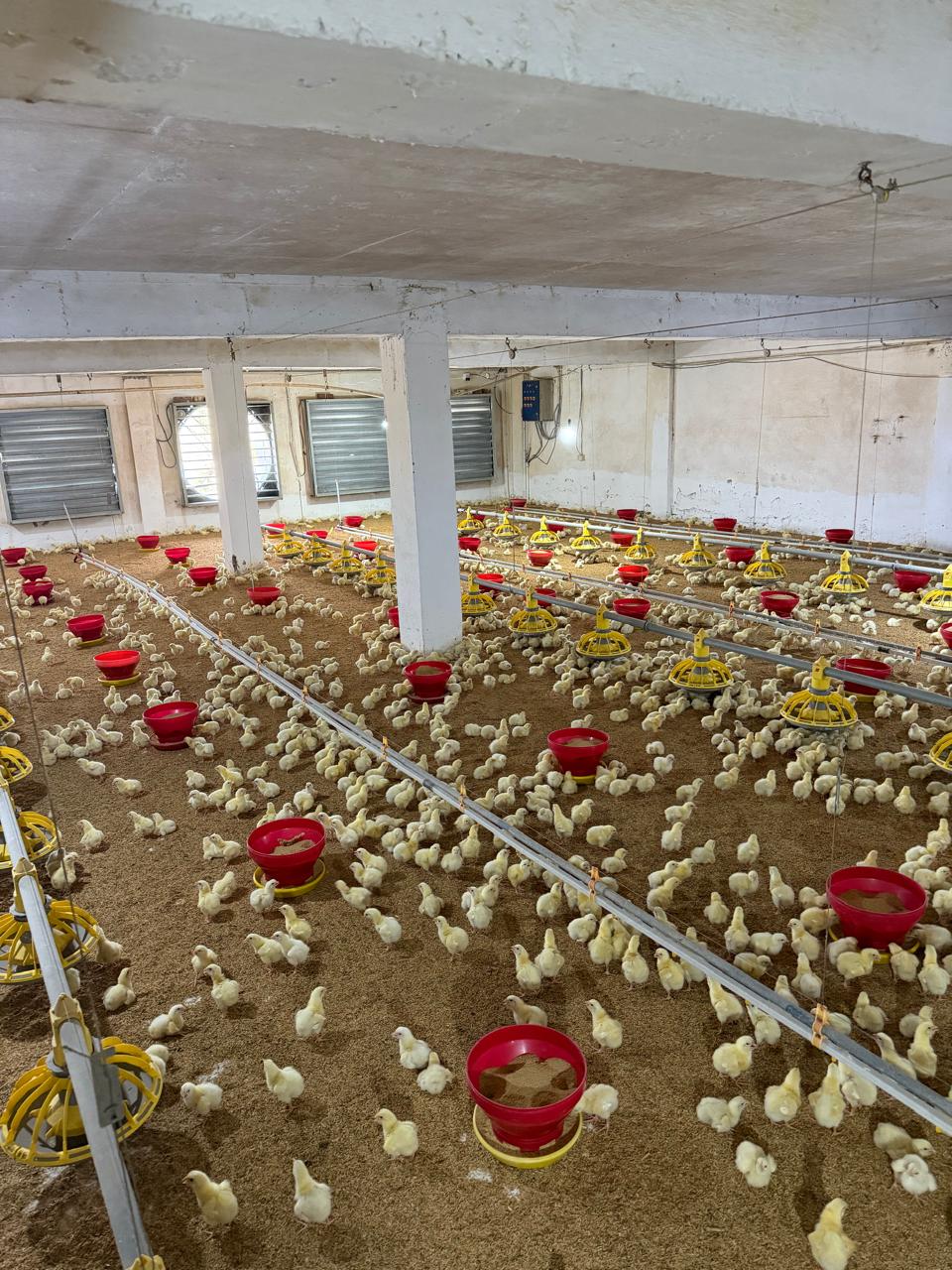 Chicks inside Automated Poultry Shed